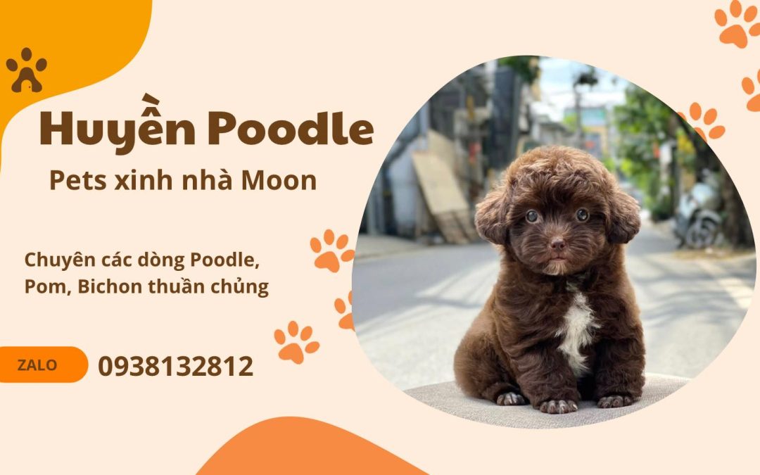 ĐIỀU GÌ KHIẾN POODLE TẠI PETS XINH NHÀ MOON TRỞ THÀNH LỰA CHỌN HOÀN HẢO ?