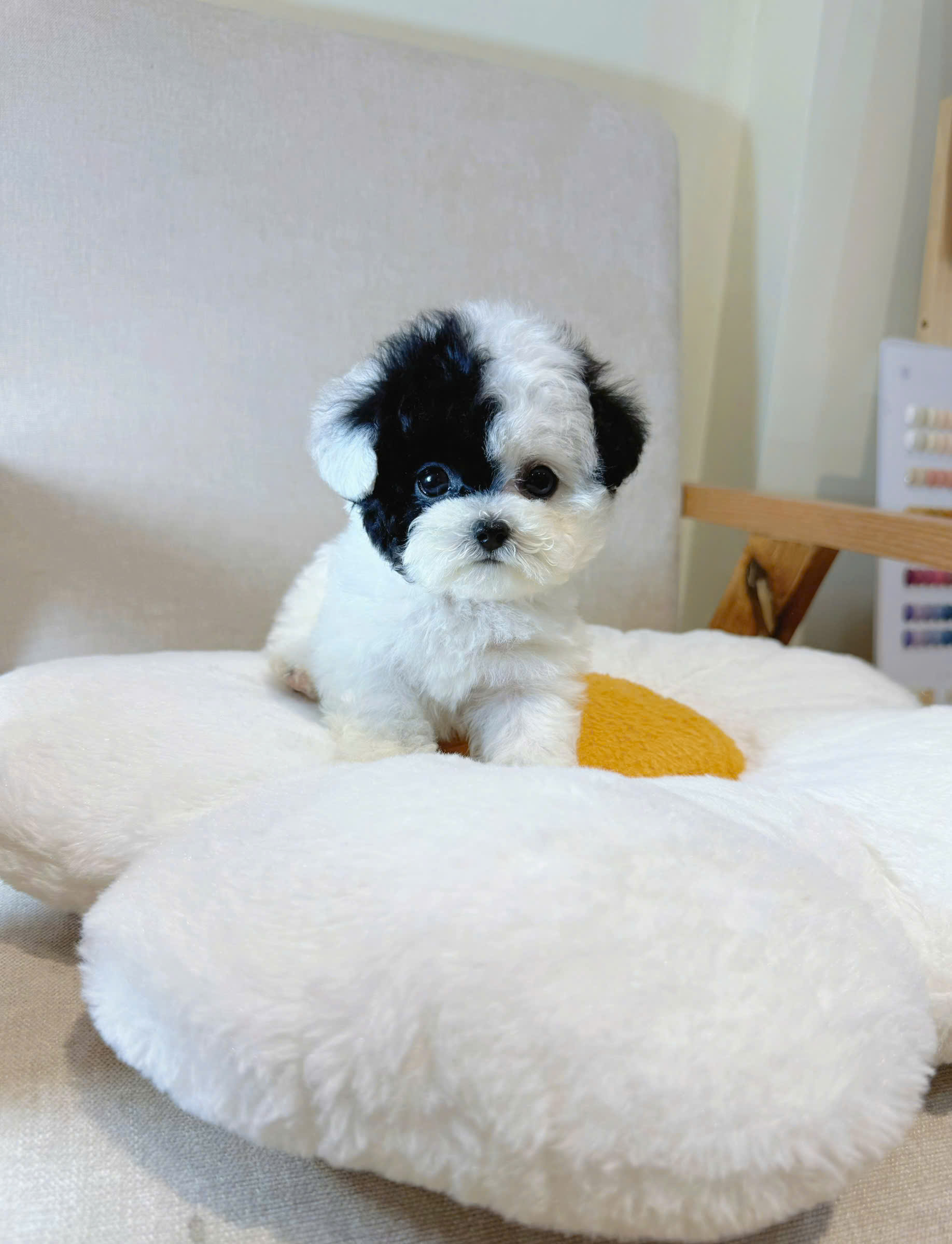 Poodle bò sữa